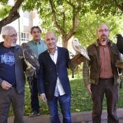 Àguiles i mussols com a solució per a disipar els estornells de la Plaça de l’Alguer