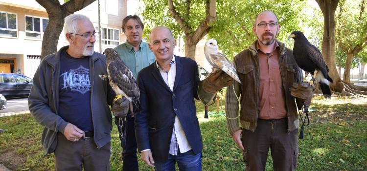 Àguiles i mussols com a solució per a disipar els estornells de la Plaça de l’Alguer