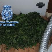 Detingut per posseir més de set quilos de marihuana i una pistola en un habitatge de la partida Madrigal