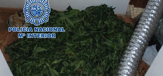 Detingut per posseir més de set quilos de marihuana i una pistola en un habitatge de la partida Madrigal