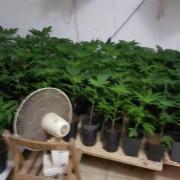 La Policia Local detén un home i una dona, veïns de Vila-real, per possessió de 231 plantes de marihuana