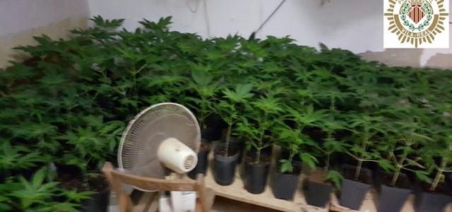 La Policia Local detén un home i una dona, veïns de Vila-real, per possessió de 231 plantes de marihuana