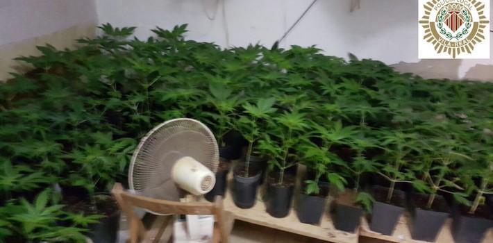 La Policia Local detén un home i una dona, veïns de Vila-real, per possessió de 231 plantes de marihuana