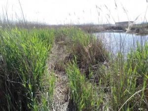 Senda-oberta-per-pescadors-a-la-vora-de-la-llacuna