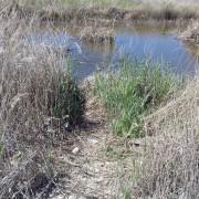 SEPRONA i la Guarderia del Millars denuncien a 12 pescadors per destruir vegetació i molestar a la fauna