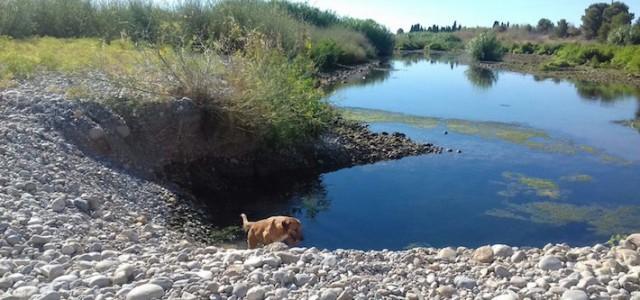 La guarderia del Consorci riu Millars recorda la prohibició de dur gossos solts pels llocs més sensibles del paratge