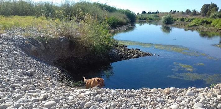 La guarderia del Consorci riu Millars recorda la prohibició de dur gossos solts pels llocs més sensibles del paratge