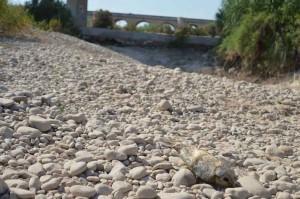 Carpa muerta y al fondo puente de la antigua N340