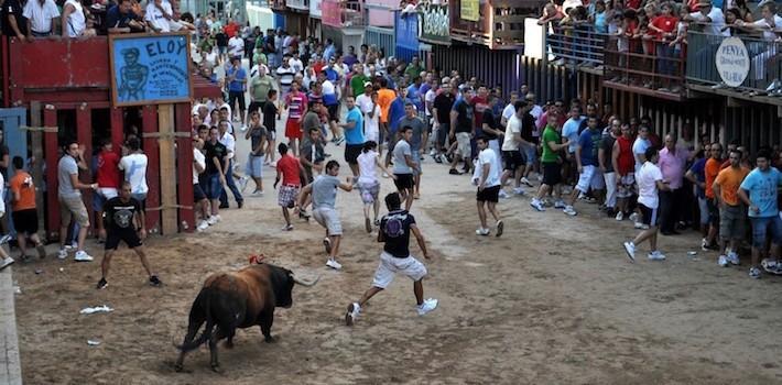 Diego Vila: “Podrem recuperar per fi la tradició del bou per la vila en les festes de Sant Pasqual”