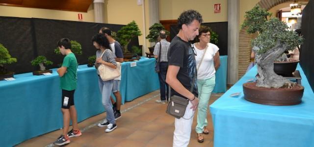 La Casa dels Mundina obri una mostra pel 30 aniversari de La Plana Amics del Bonsai