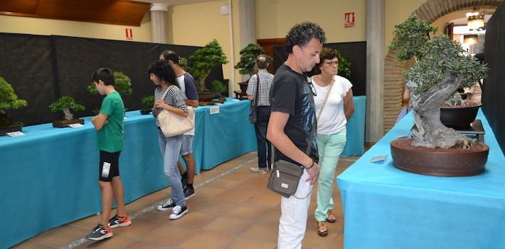 La Casa dels Mundina obri una mostra pel 30 aniversari de La Plana Amics del Bonsai