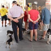 Els Seat 600 i els gossos raters han pres la plaça Major aquest matí 