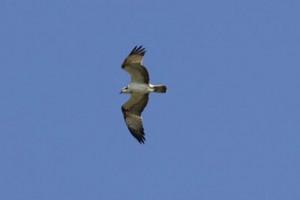 Àguila pescadora foto de Miquel Tirado