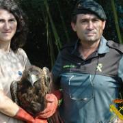 La Guàrdia Civil recupera un àguila real en perill d’extinció a Vila-real