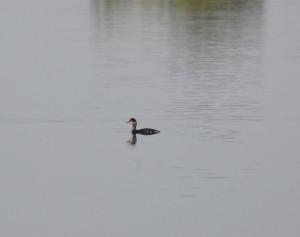 Foto Miquel Barberá Escabussó de coll negre Podiceps nigricollis