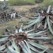 El temut morrut negre o ‘picudo’ devora les atzavares de la desembocadura del Millars i passa de vilà a heroi