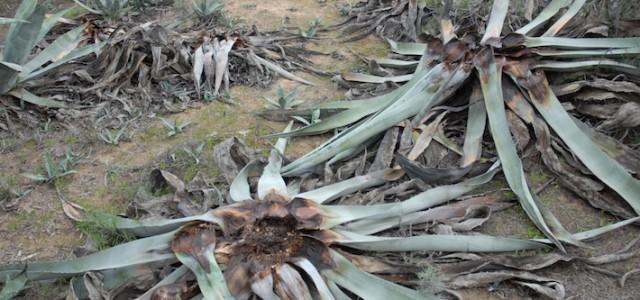 El temut morrut negre o ‘picudo’ devora les atzavares de la desembocadura del Millars i passa de vilà a heroi