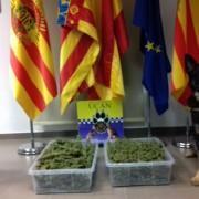 La Unitat Canina detecta dos quilos de marihuana en un habitatge cèntric de la ciutat per l’olor que emanava