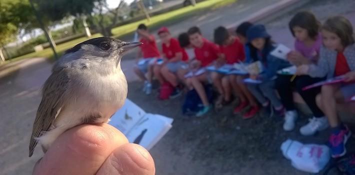 Més de 45 000 escolars han participat en l’anellament d’aus a la desembocadura del Millars en els darrers 25 anys