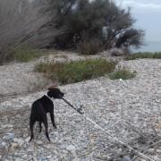 Sis gossos abandonats al Paisatge Protegit de la Desembocadura del Millars en l’últim mes i mig