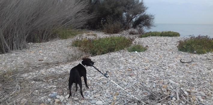 Sis gossos abandonats al Paisatge Protegit de la Desembocadura del Millars en l’últim mes i mig
