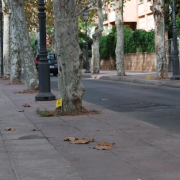 El PP denuncia el retard de més de cinc mesos en la poda dels arbres dels espais públics   