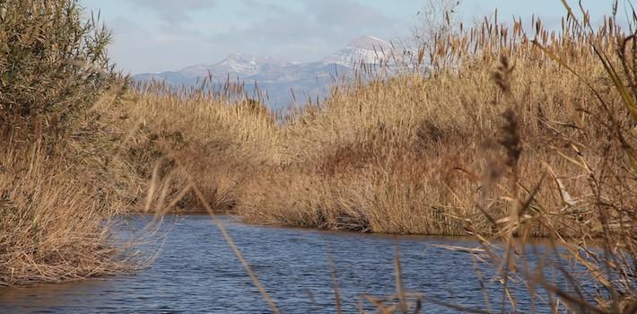 El segon capítol de la sèrie del Paisatge Protegit de la Desembocadura analitza els 14 km d’espai fluvial preservat