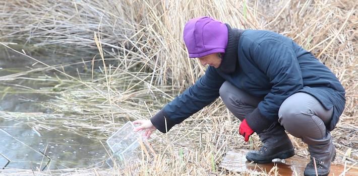 200 fartets són alliberats al Paisatge Protegit de la Desembocadura del riu Millars