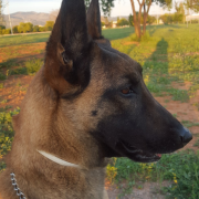 Mor ‘Àfrica’, gossa de la Unitat Canina de la Policia Local de Vila-real 