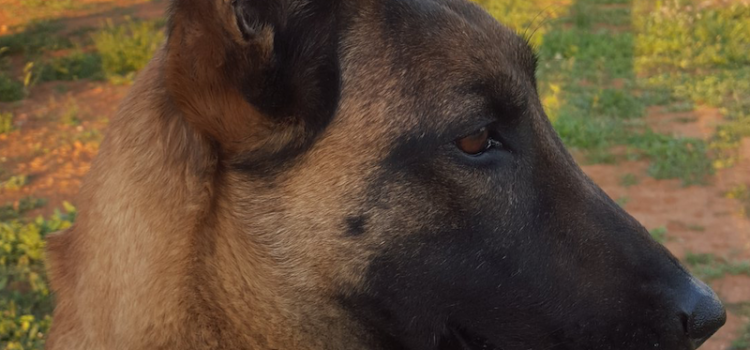 Mor ‘Àfrica’, gossa de la Unitat Canina de la Policia Local de Vila-real 