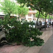 El vent provoca la caiguda d’un arbre sobre un cotxe a l’avinguda Francesc Tàrrega