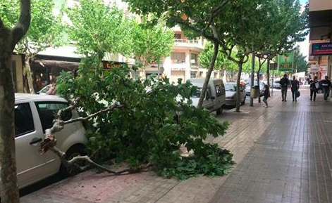 El vent provoca la caiguda d’un arbre sobre un cotxe a l’avinguda Francesc Tàrrega