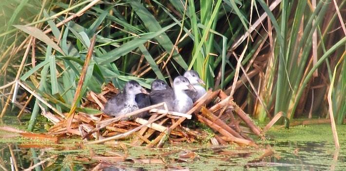 Centenars d’aus inicien el periode de cria dels seus pollets a la Desembocadura del riu Millars