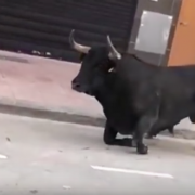 El bou que va sofrir un incident el dimecres es troba en bon estat a les dependències de la ramaderia