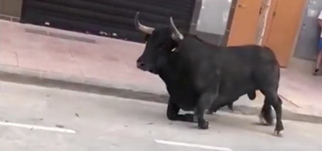 El bou que va sofrir un incident el dimecres es troba en bon estat a les dependències de la ramaderia