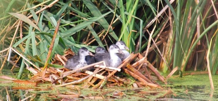 El Consorci riu Millars demana als aficionats de la pesca continental que s’abstiguen durant la reproducció de les aus