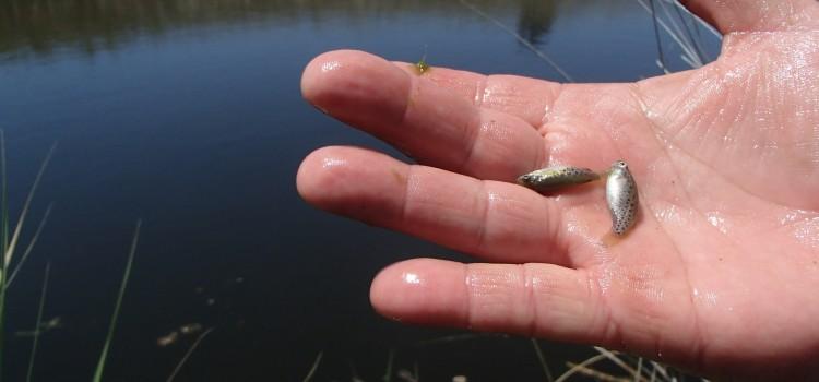 Es comprova que els 200 fartets alliberats en febrer a la Desembocadura del Millars ajuden a combatre mosquits