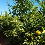 La Regidoria d’Agricultura i la Generalitat uneixen esforços en la lluita contra la mosca de la fruita