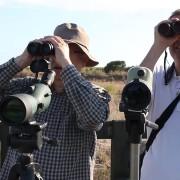 Augmenta el turisme ornitològic al Paisatge Protegit de la Desembocadura del Millars 