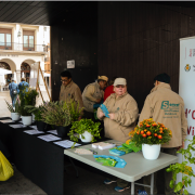 El Taller d’Ocupació ofereix una demostració de plantes aromàtiques, citronel·la i alfàbega