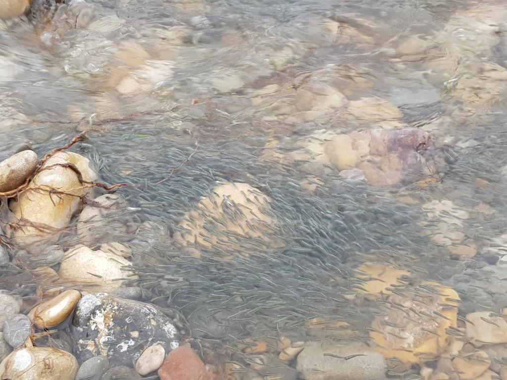 MILERS DE PEIXOS PENETREN AL MILLARS DES DE LA MAR 1-min