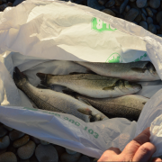 Desenes de pescadors de canya s’amunteguen davant la gran concentració de peixos a la desembocadura del Millars