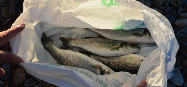 Desenes de pescadors de canya s’amunteguen davant la gran concentració de peixos a la desembocadura del Millars