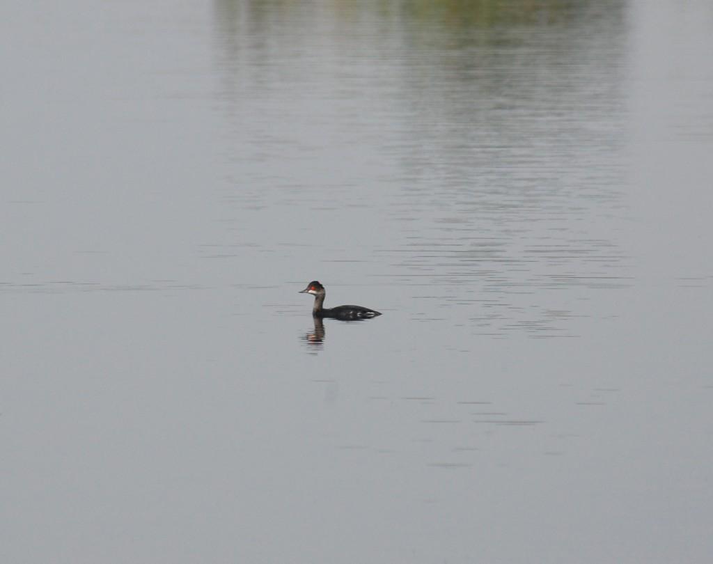 Foto Miquel Barber· EscabussÛ de coll negre Podiceps nigricollis