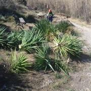 Retirades una vintena de iuques en la ruta coneguda com a Camí de l’Aigua a Vila-real