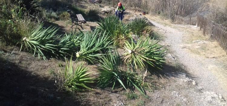 Retirades una vintena de iuques en la ruta coneguda com a Camí de l’Aigua a Vila-real