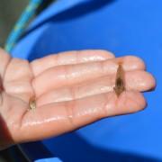 Detectades més de 100 gambetes d’aigua dolça a la Gola Fonda del Paisatge Protegit de la Desembocadura del Millars