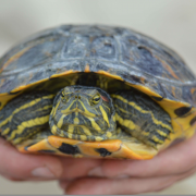 El Consorci de la Desembocadura del Millars inicia la campanya de seguiment i control de tortugues autòctones i exòtiques