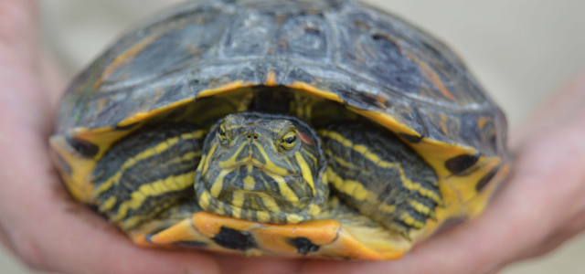 El Consorci de la Desembocadura del Millars inicia la campanya de seguiment i control de tortugues autòctones i exòtiques