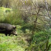 La novedosa tècnica del foto parament mostra noves imatges de fauna salvatge a la Desembocadura del Millars